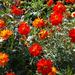 Flowers on Montalvo's west lawn